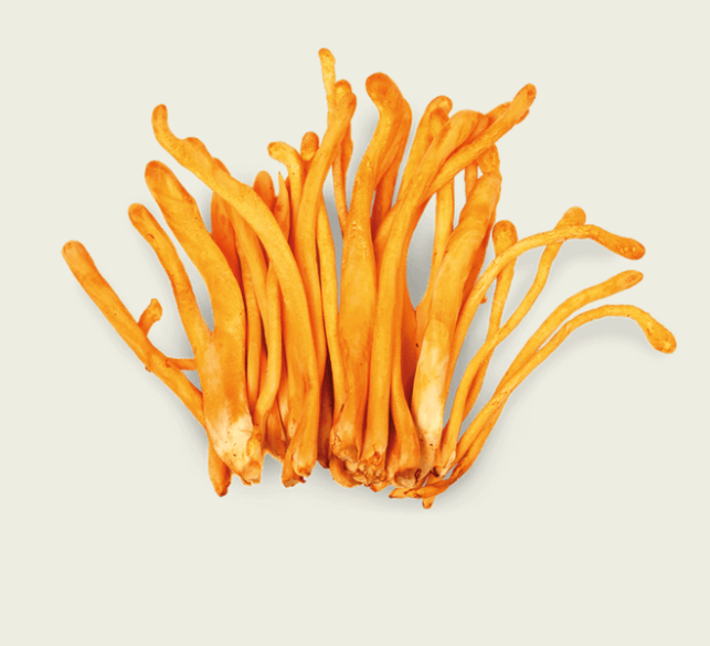 Commons Cordyceps 50 g Carry On
