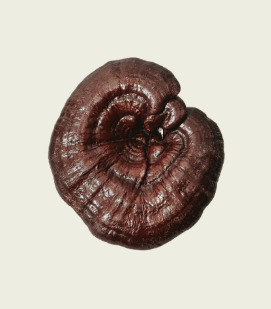 Commons Reishi 50 g Carry-On
